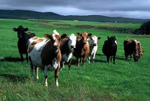 притча 10 коров - а сколько в этой жизни стоите вы